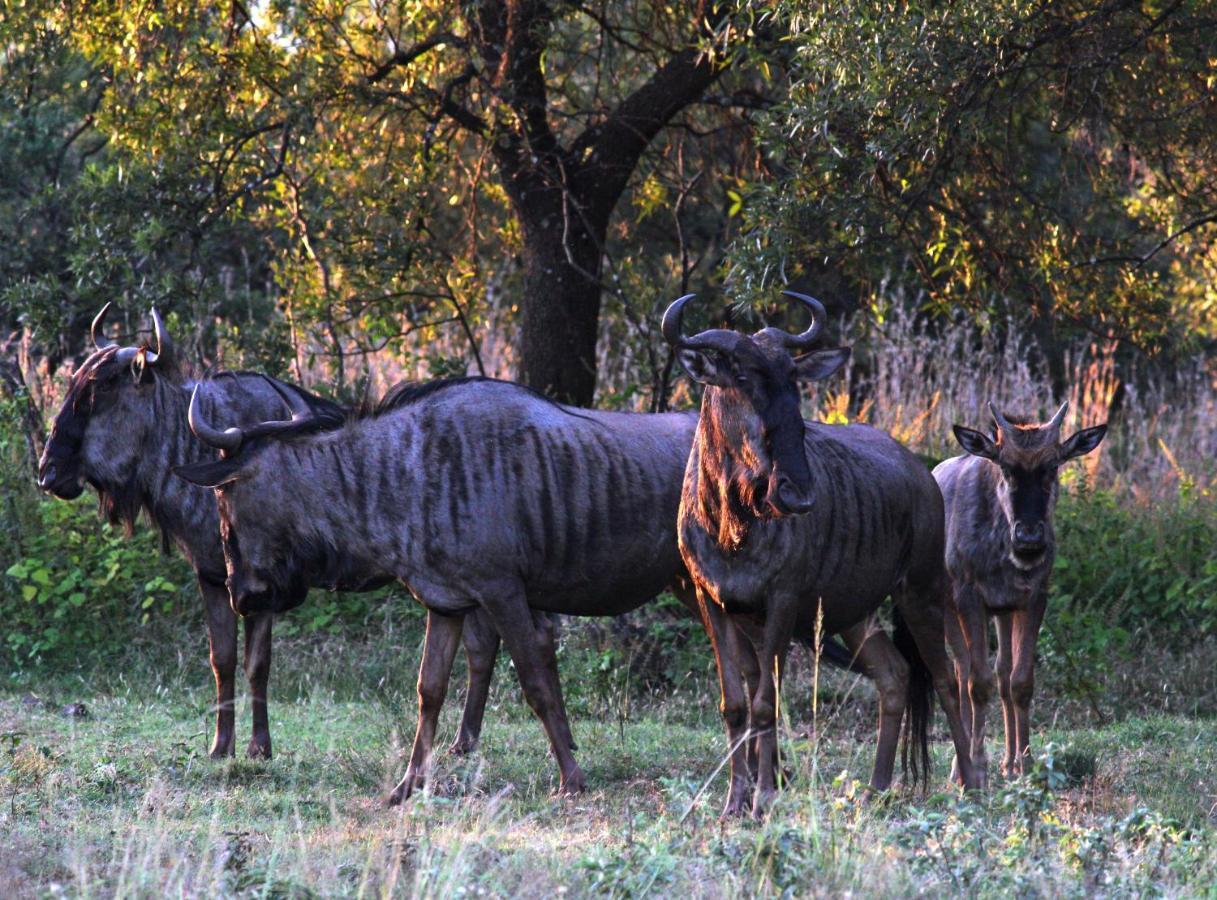 Karee & Wild Olive Guest Lodge Hekpoort المظهر الخارجي الصورة